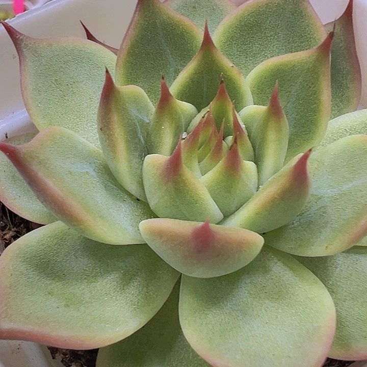 托斯卡19包邮多肉植物