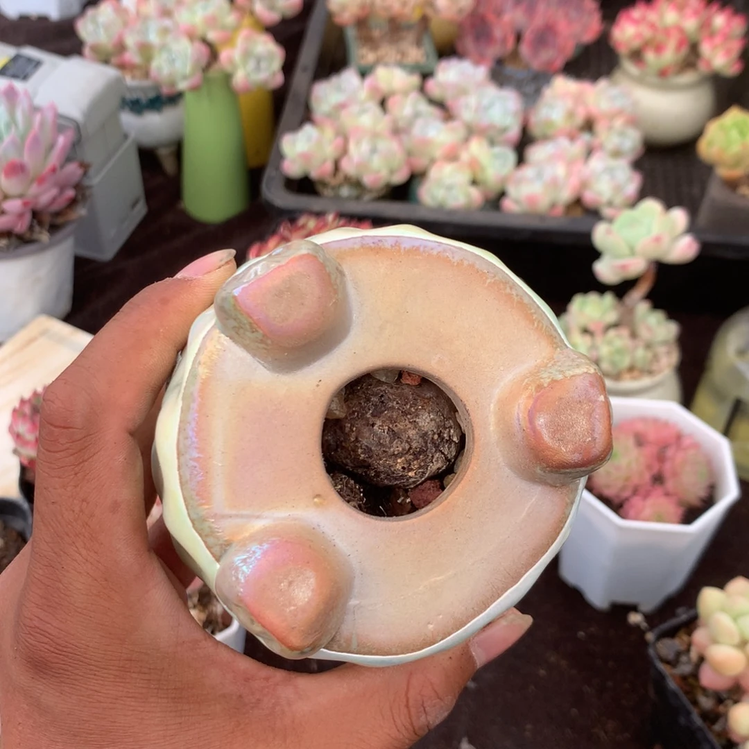 紫***果你也不要多吃一颗甜头