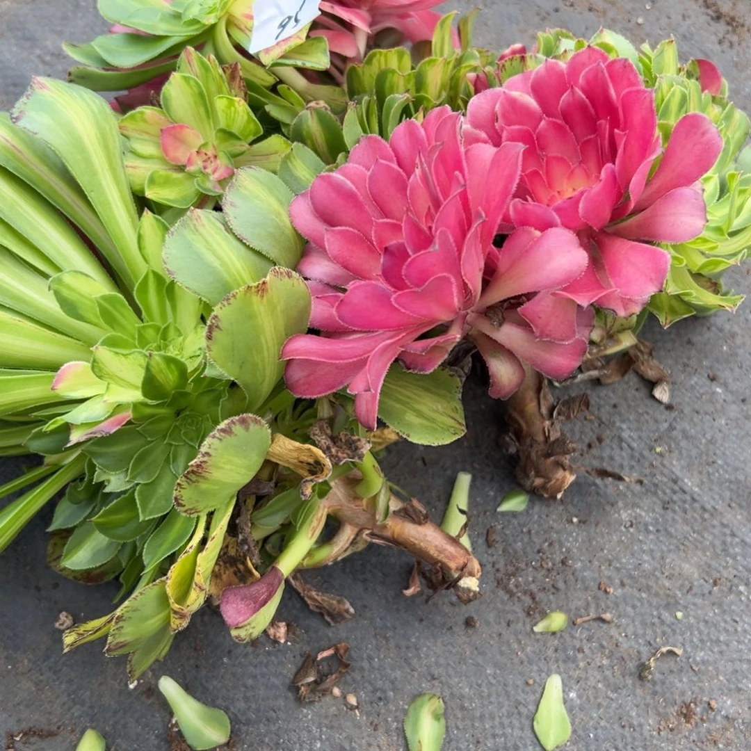 95知否3颗无根多肉多肉