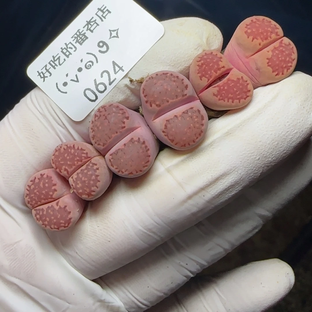 0624。默认脱土。18包邮。偏远88包邮