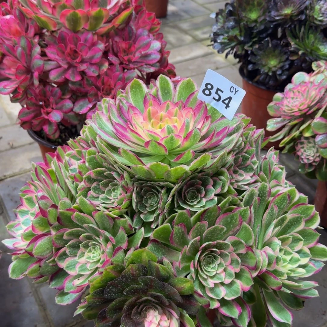 多肉植物854孔雀翎