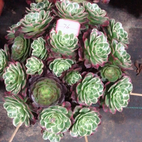 76号莲花法师多肉植物