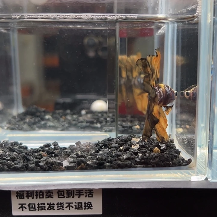 斗鱼一单包邮14日69