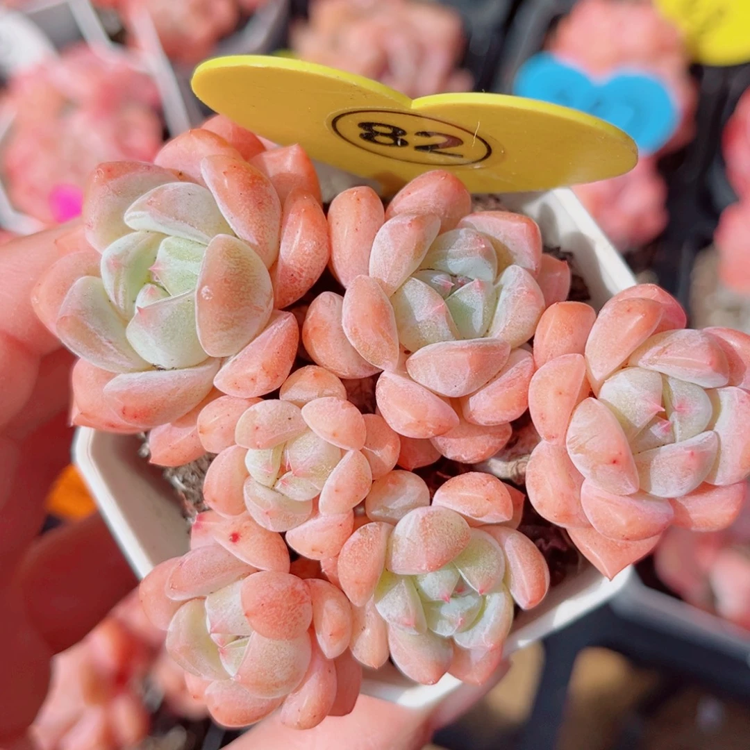 82号小老桩糖心群