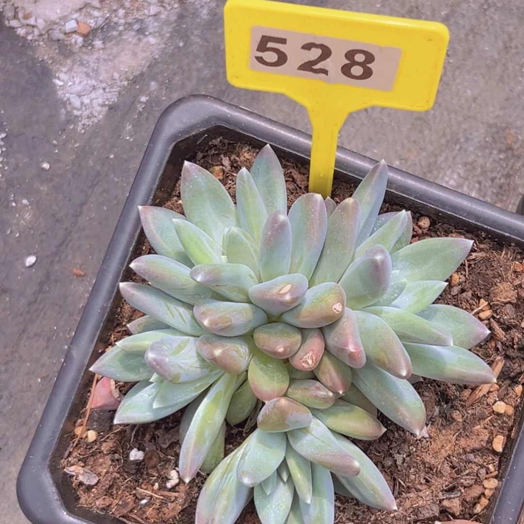 多肉植物天使之翼528