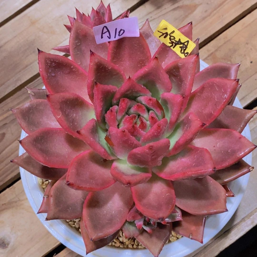 M***旻福利红毒a10