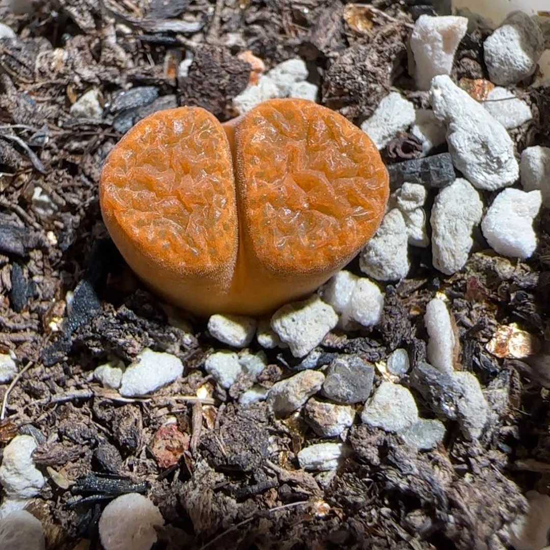 肉锥多肉植物组合-超级蛋糕1072