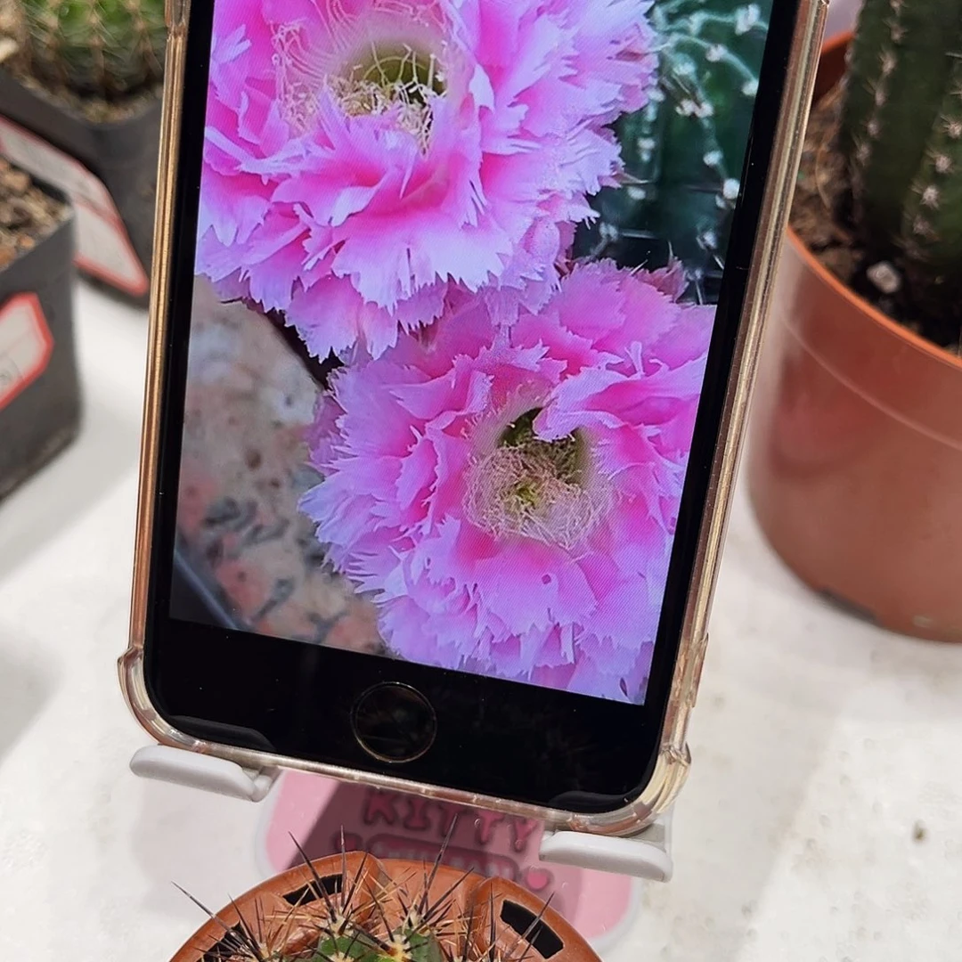 彩草3号羽毛测芽2.5公分左右