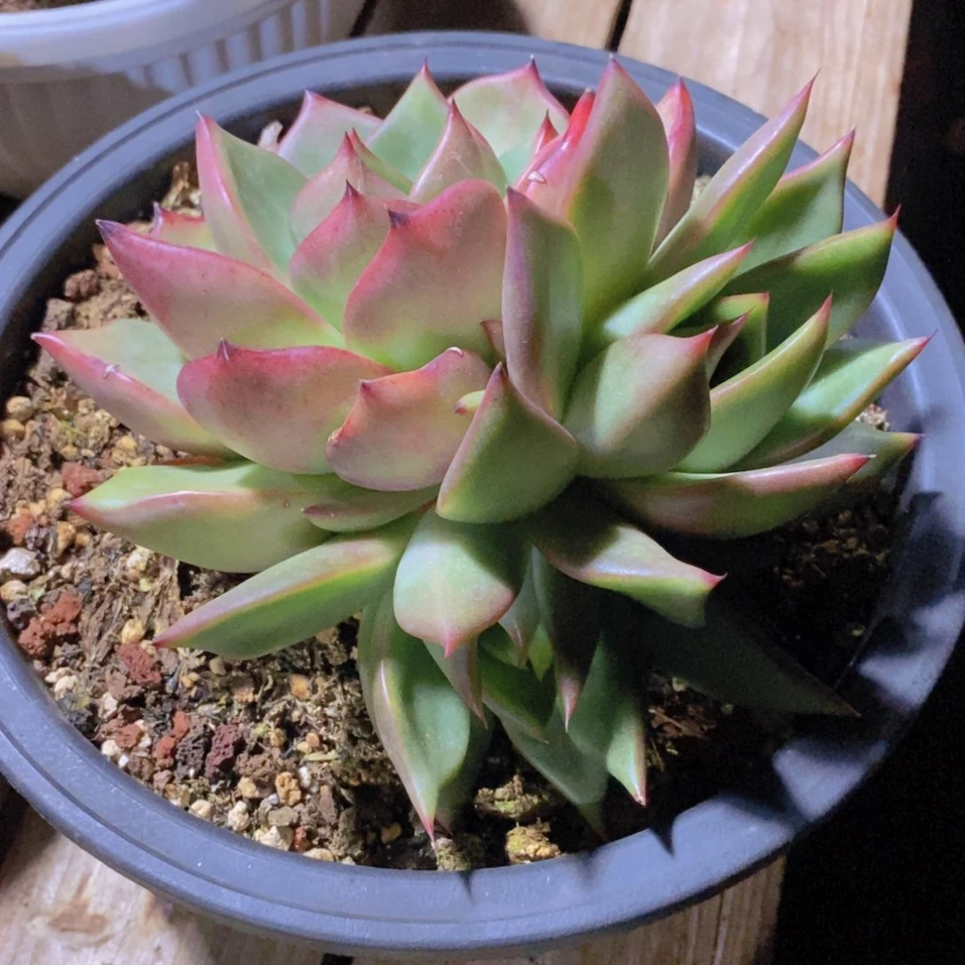 福利特价5