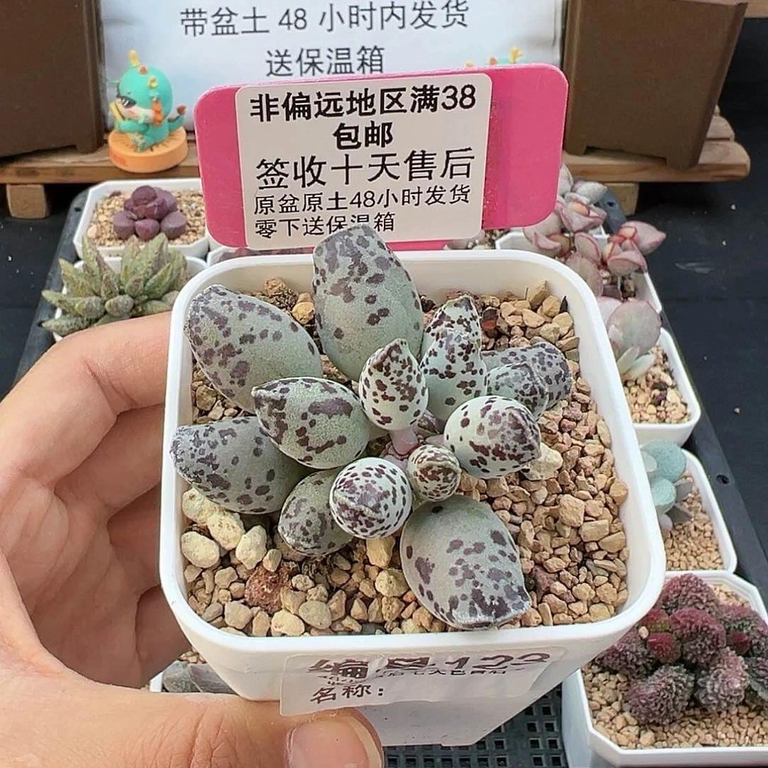 123特白肌多肉植物