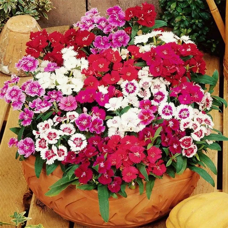 欧石竹花种籽子五彩石竹花籽石竹重瓣石竹多年生四季گۈلئۇرۇقى
