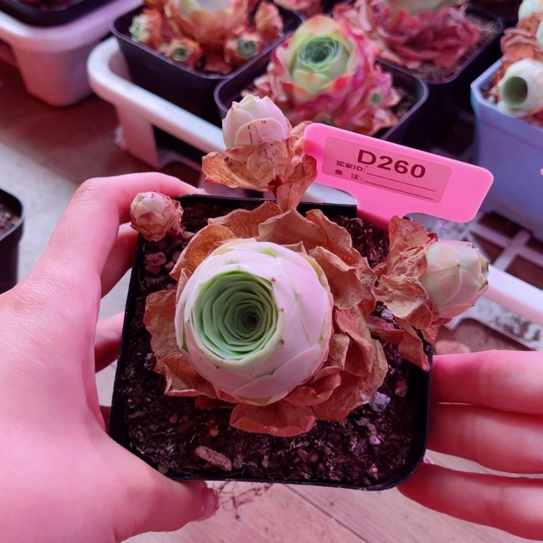 单品一物一拍260