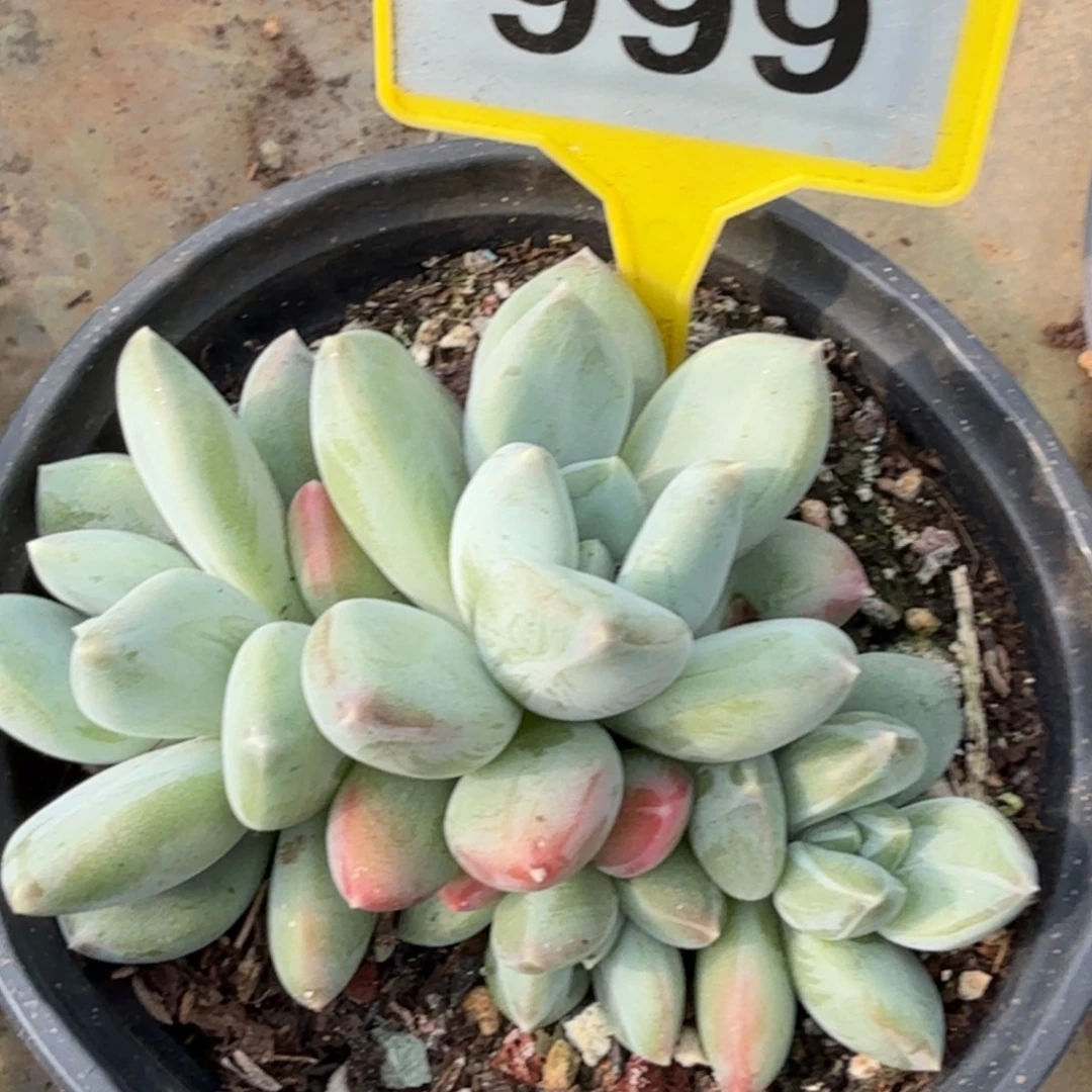 七彩三色升级999.