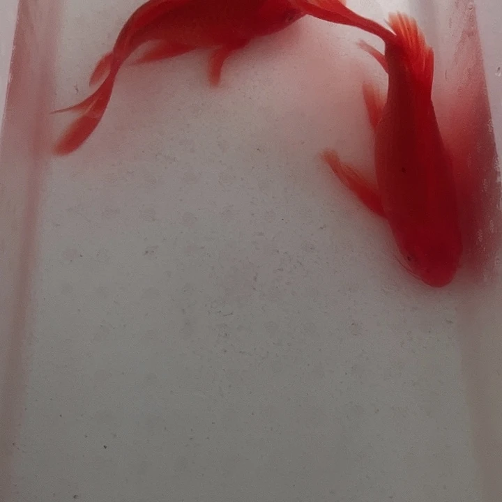 我***你海水鱼渔场直发补