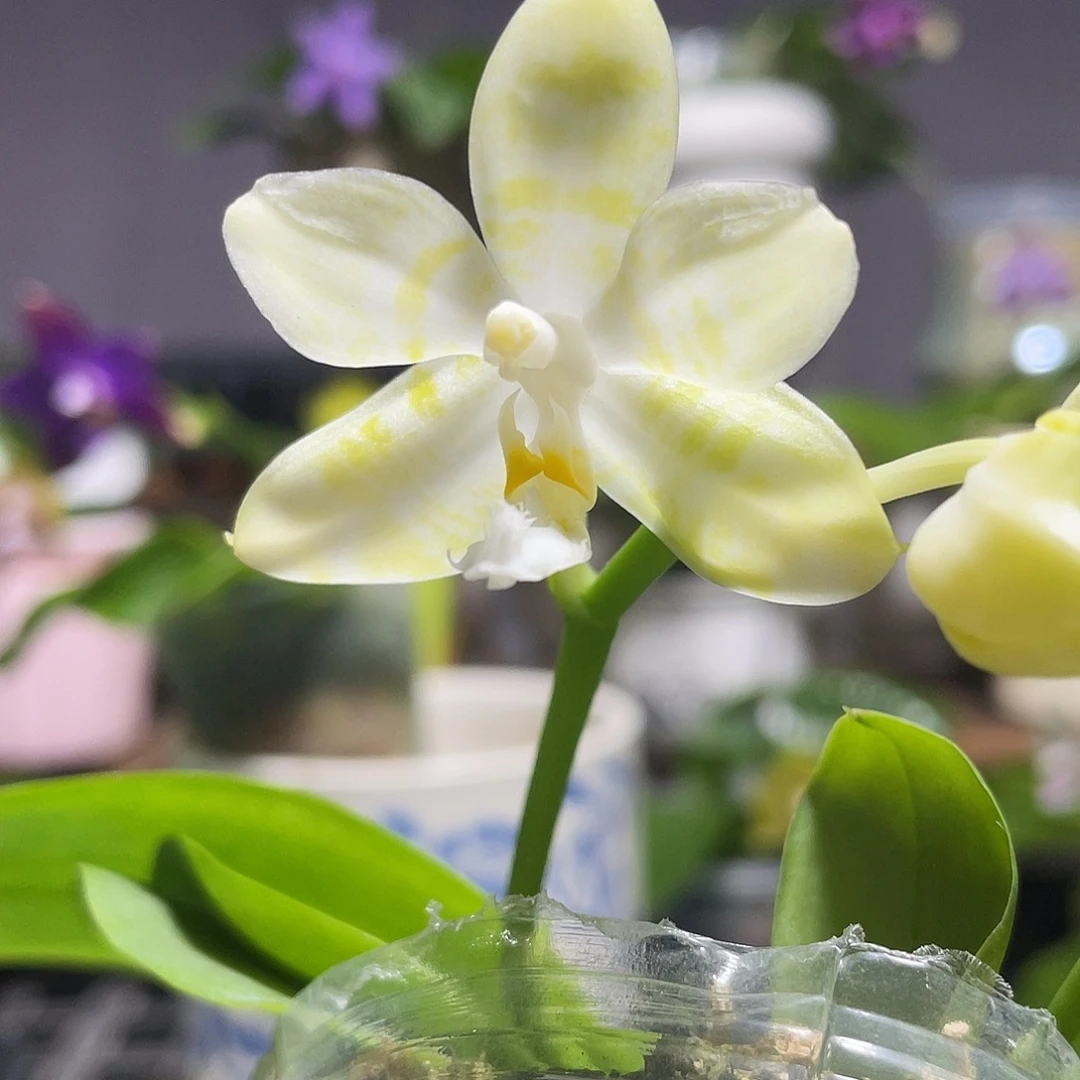 完全开放23叶瑕花期不保