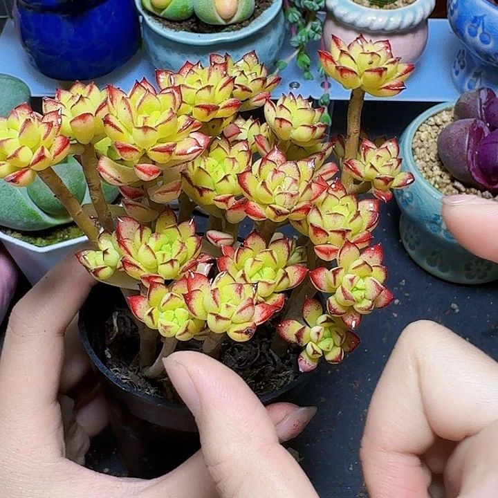 酥皮鸭带盆一盆福利炸