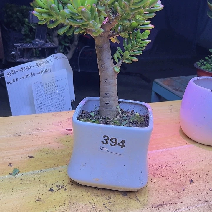 394号招财猫不带盆一物一拍