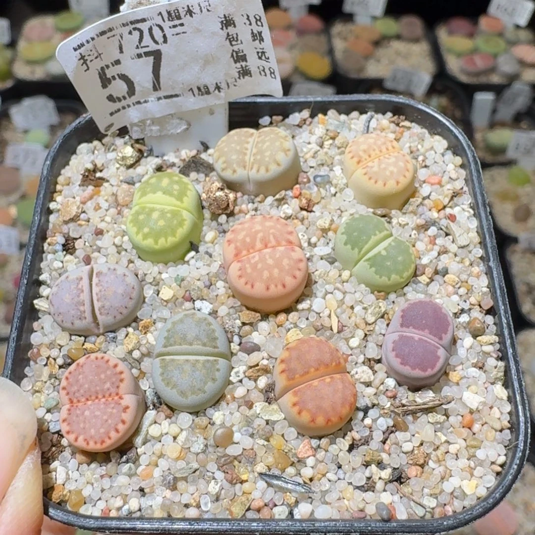 Sss精品清仓价57饼