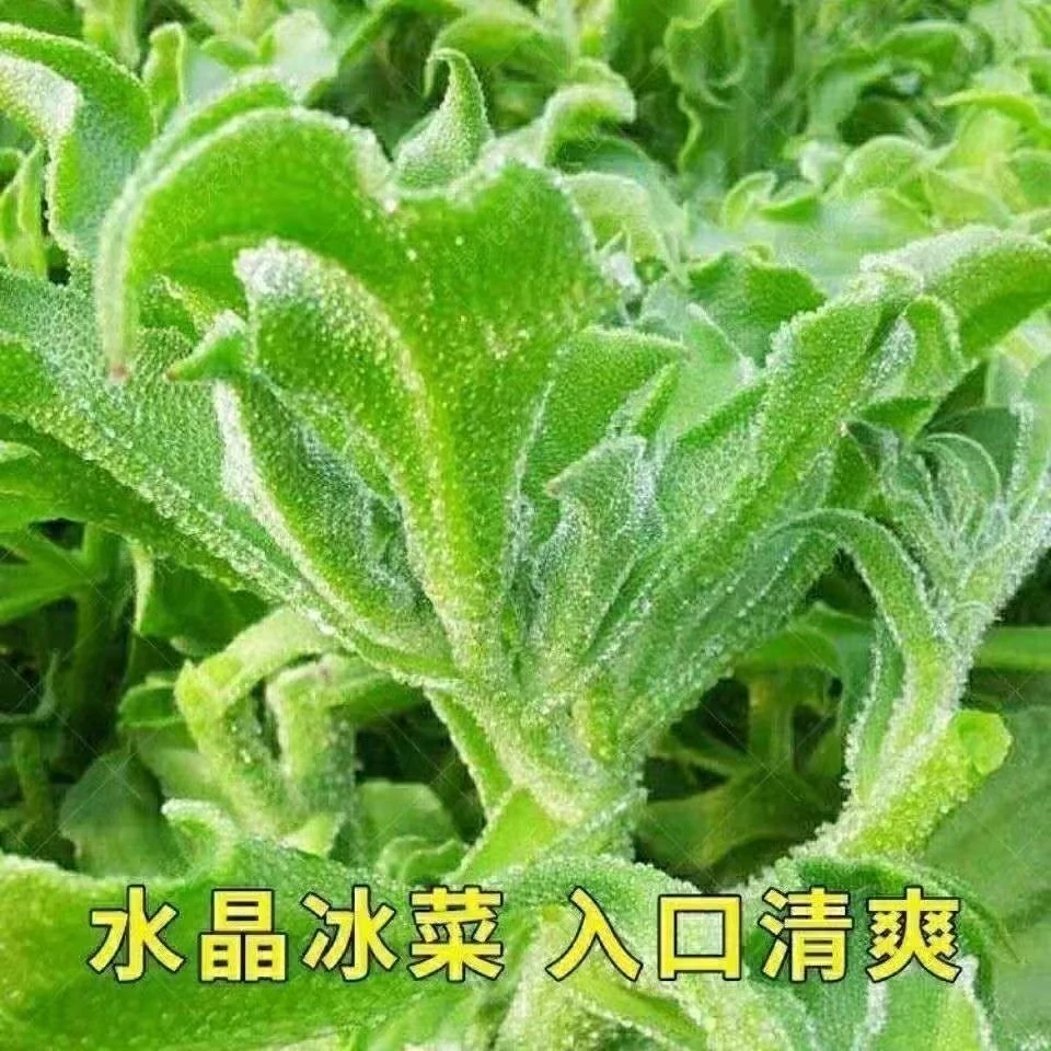 【满5包包邮】水晶冰菜种子冰草种籽四季蔬果种子特色菜盆栽田园蔬