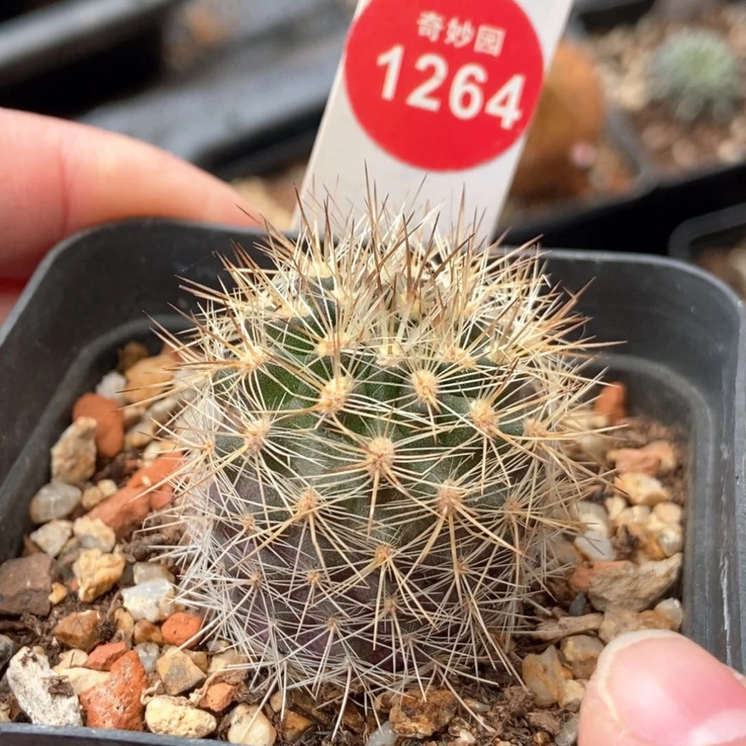 实生狂刺智利球3.1cm