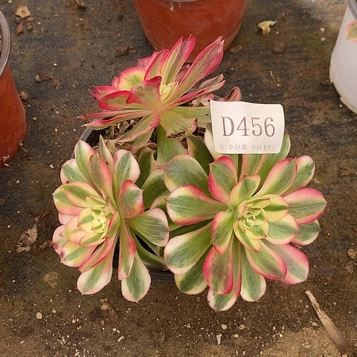 456荔枝多肉母本无售后