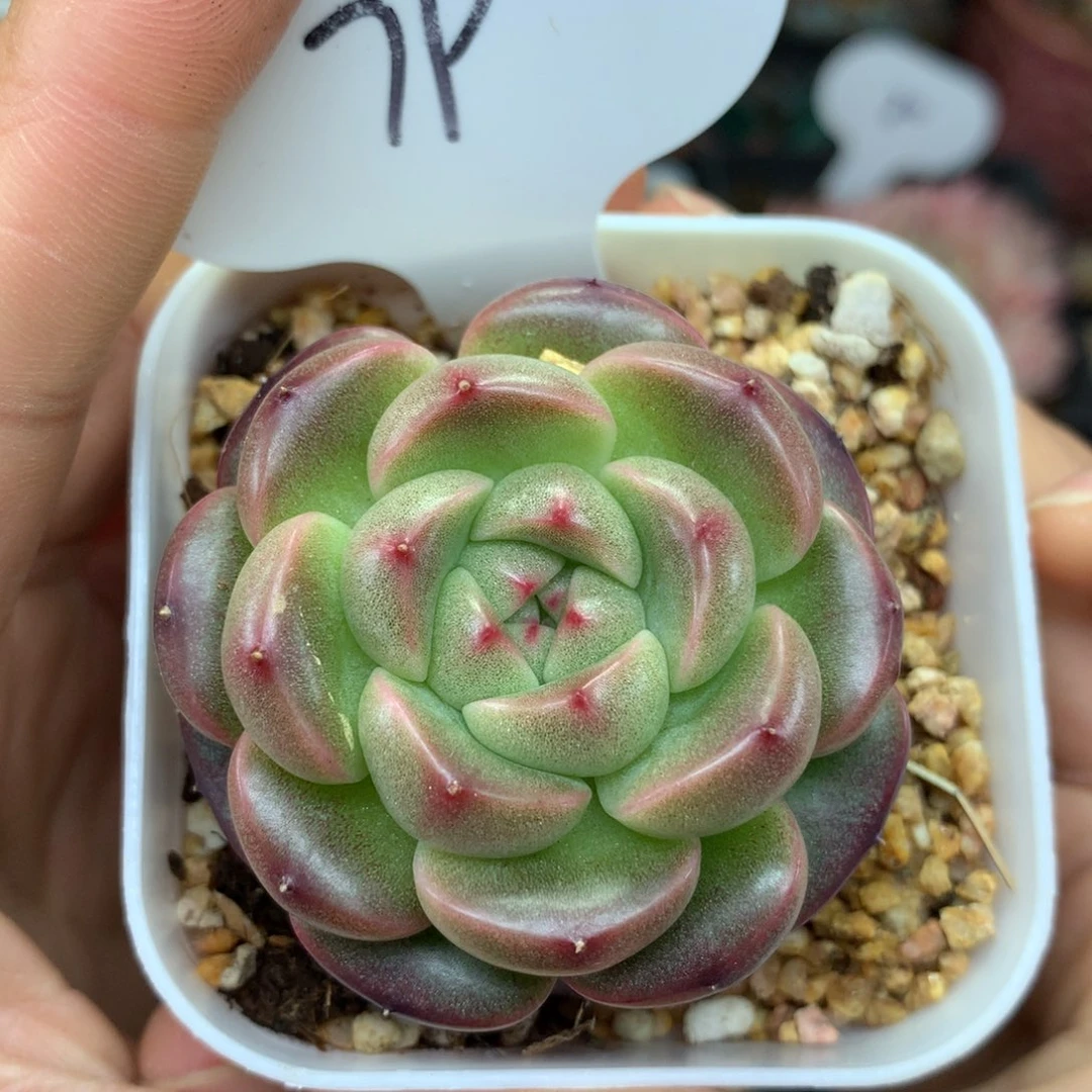 暮云珍妮单头79多肉