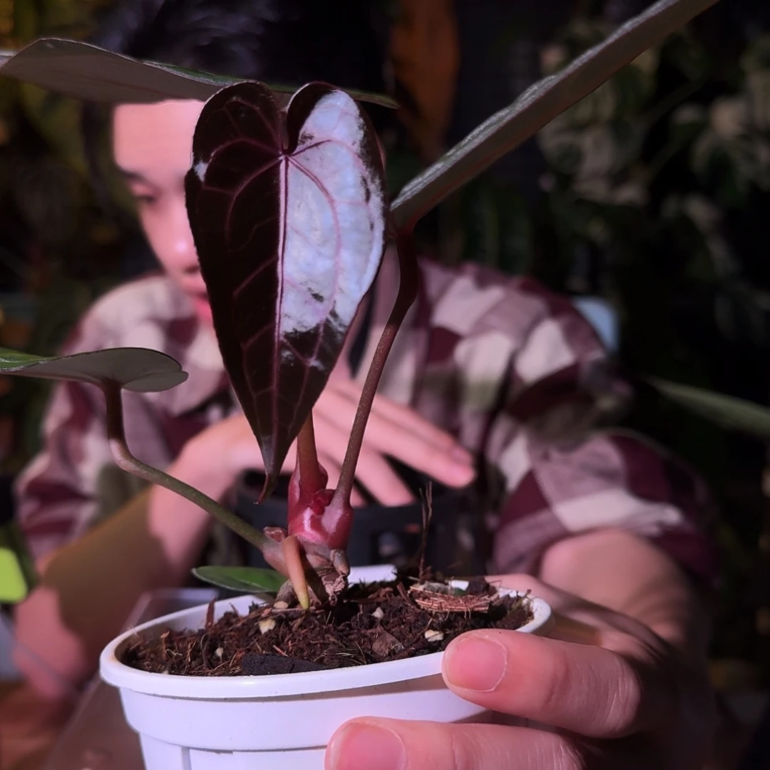 不开花植物G11紫水晶杂卡拉叶损无售后