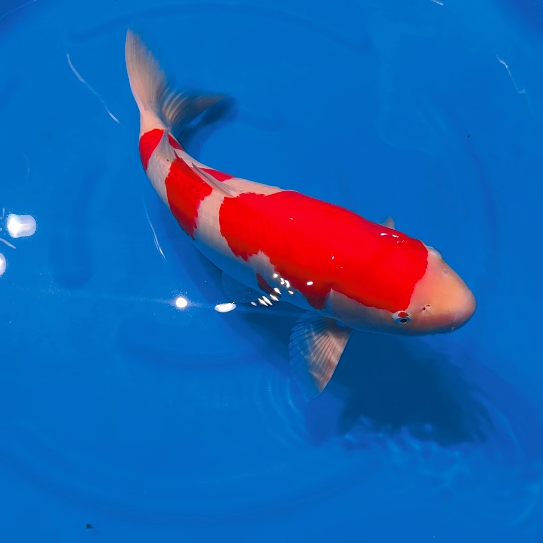 海水鱼红白专拍链接