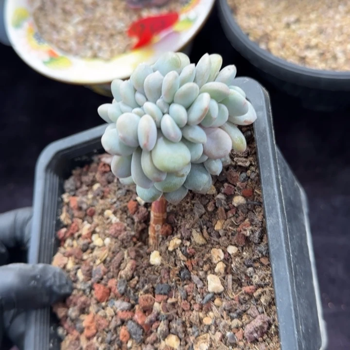 9厘米左右一物一拍的