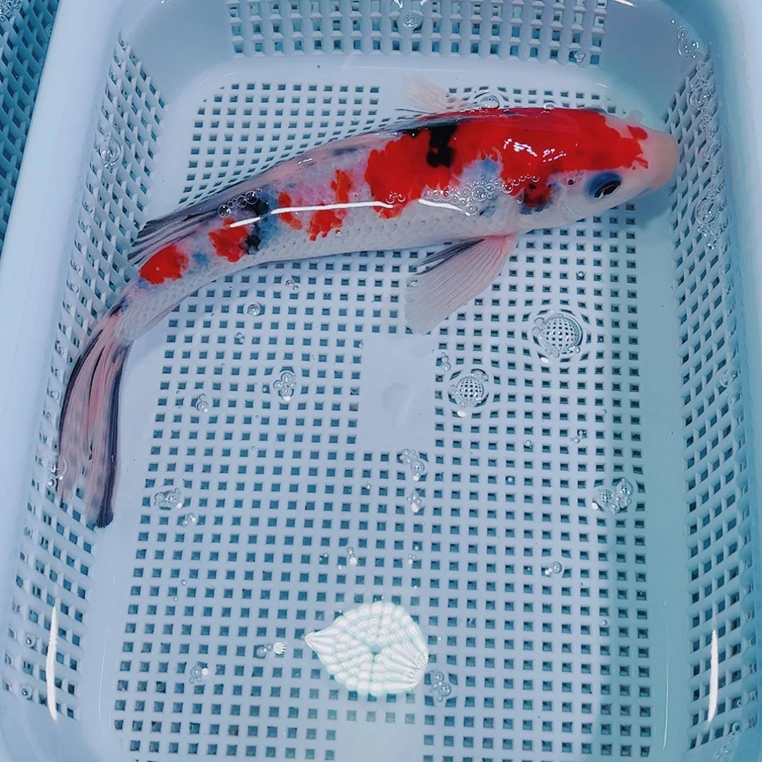 锦鲤锦鲤冷水观赏鱼102