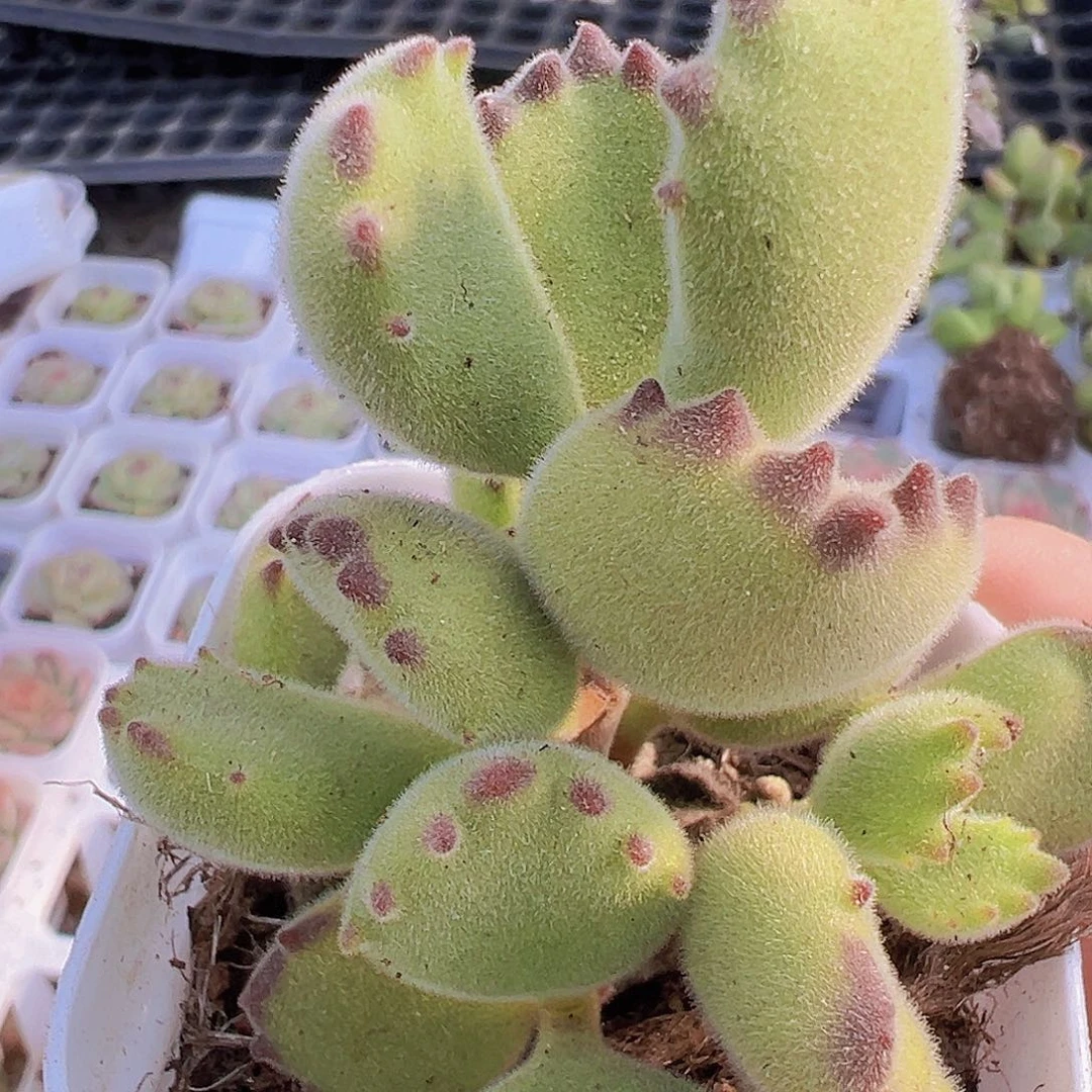 绿熊19包邮多肉植物