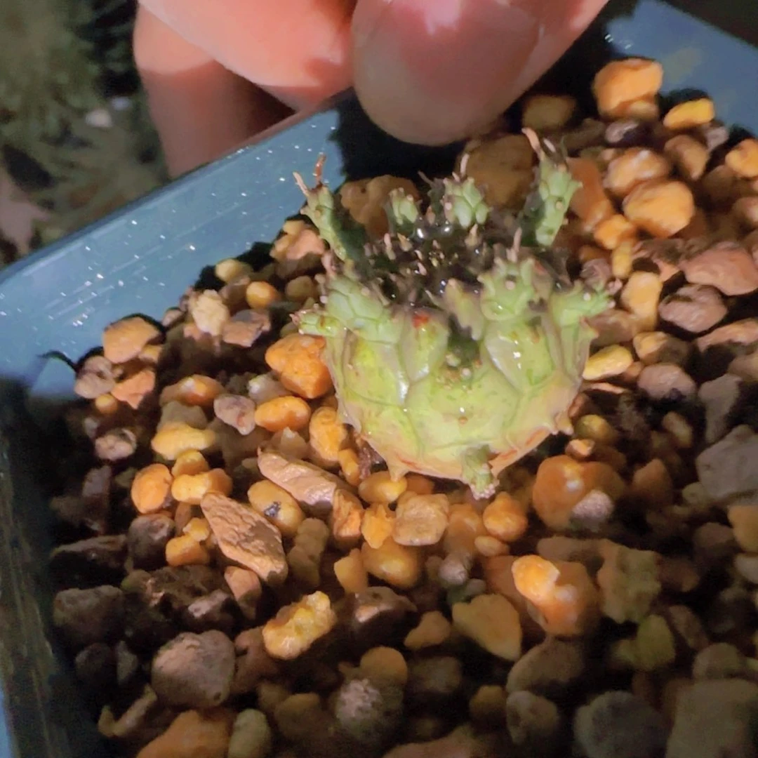 s***?块根植物块根植物