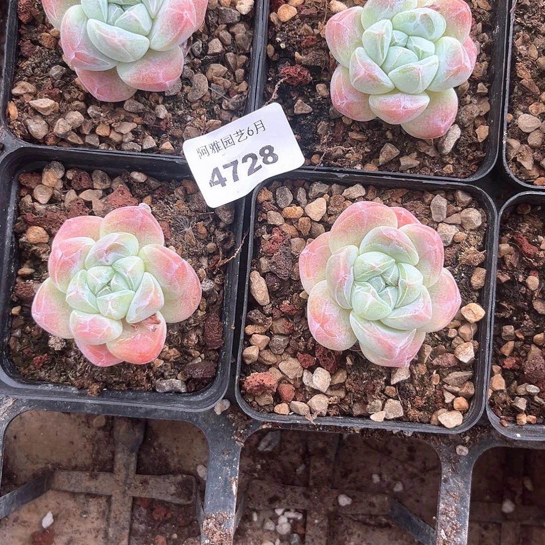 阿雅园艺。    4728
