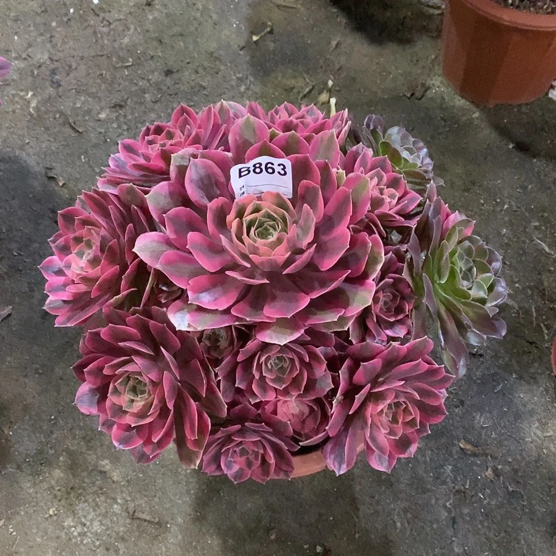 女妖多肉植物863
