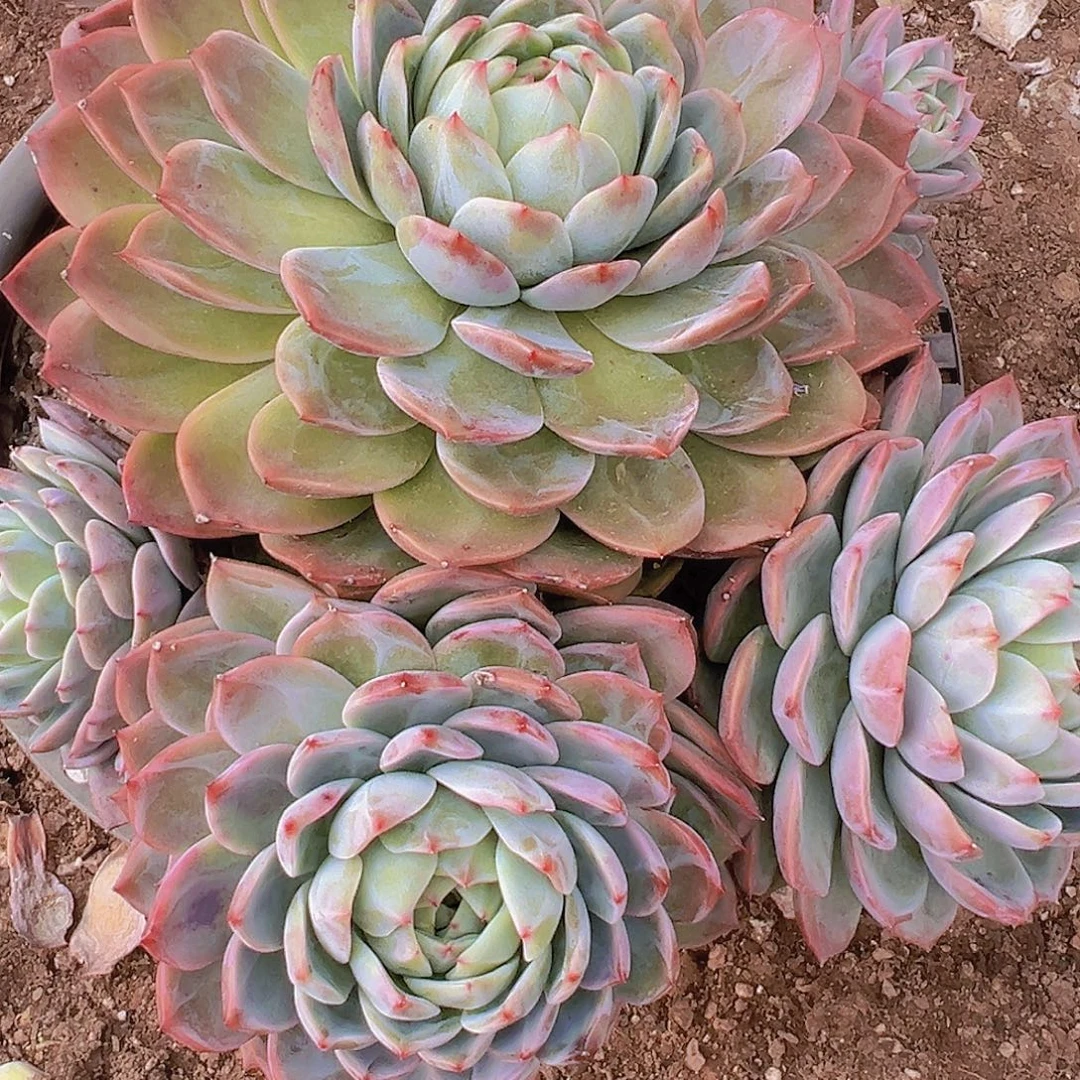 小***狸888888888888888888888