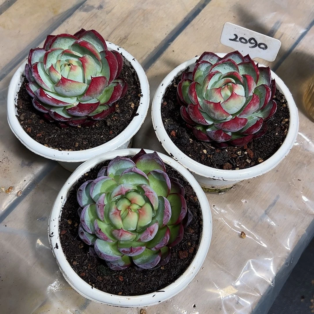 惊鸿仙子9公分左右三颗2090号