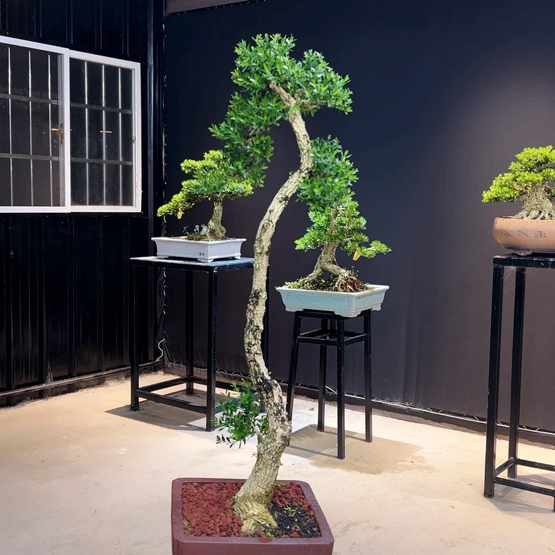 当前无花朵，栽培后可花朵巧*