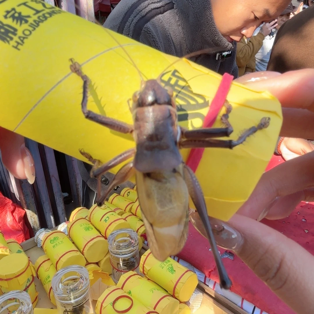 超****大包福福价格上链接