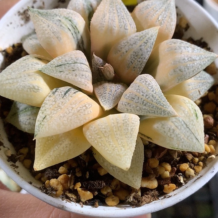 268糊斑白银寿锦