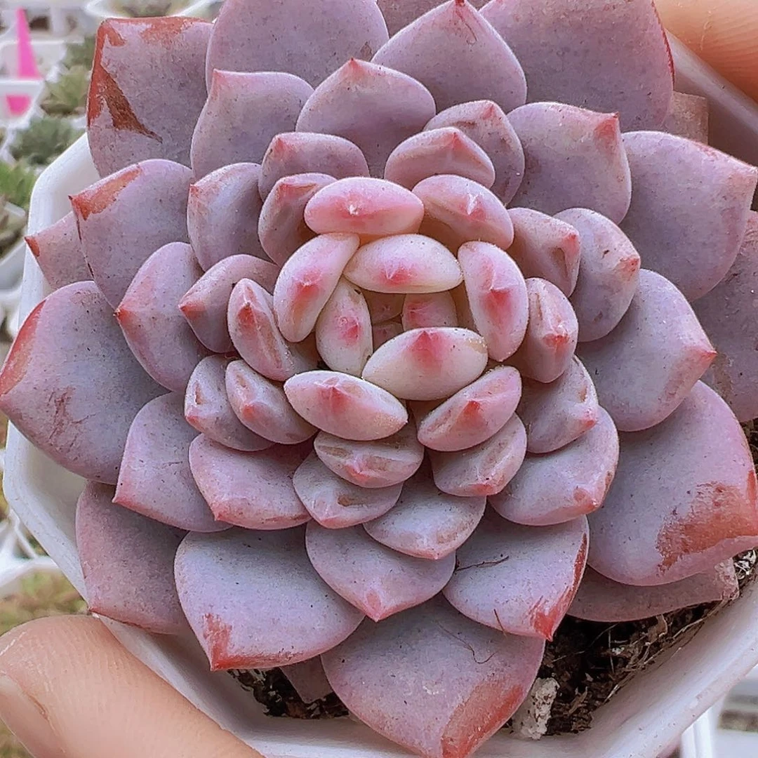 大星星橙19包邮多肉