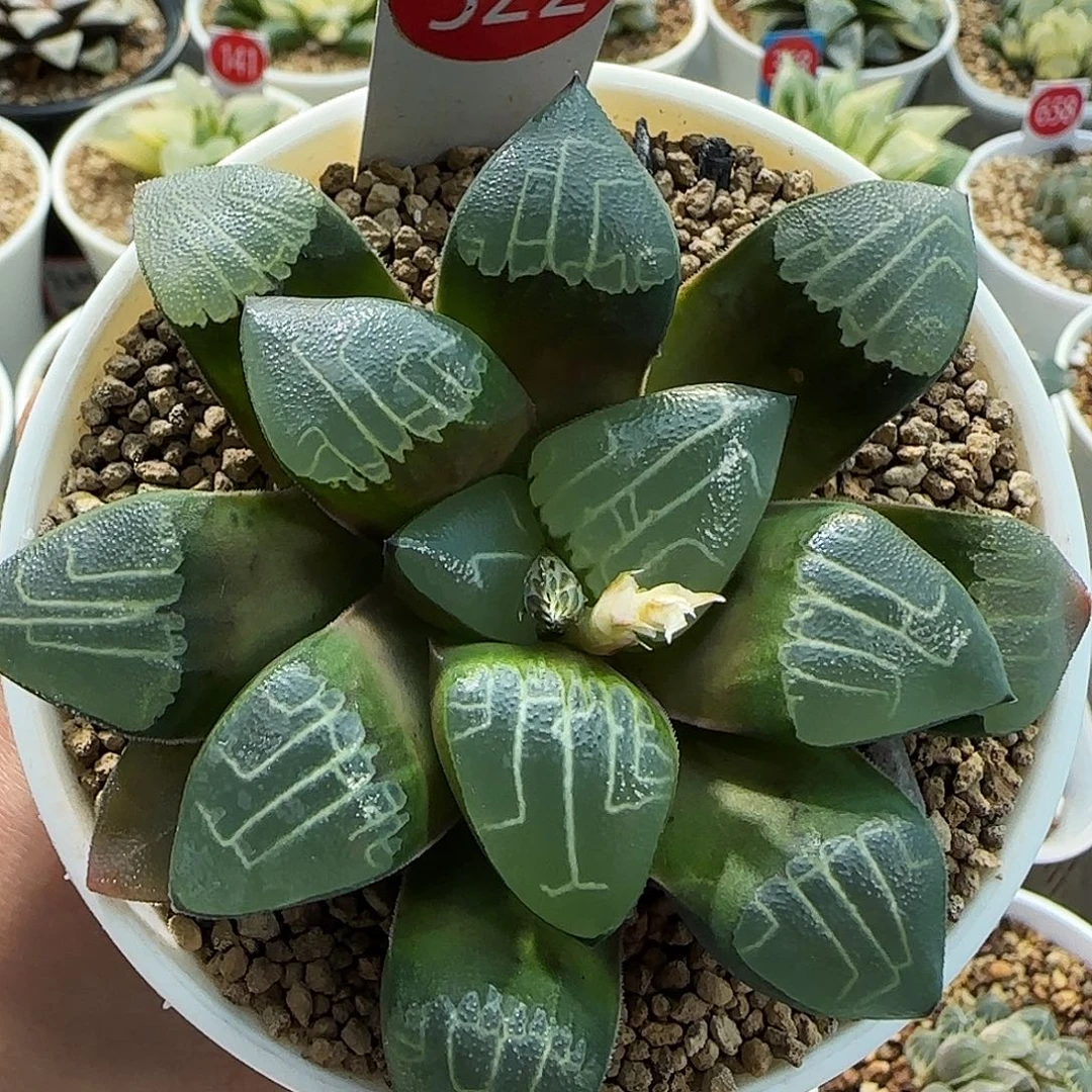 322号实生克一物一拍带盆土