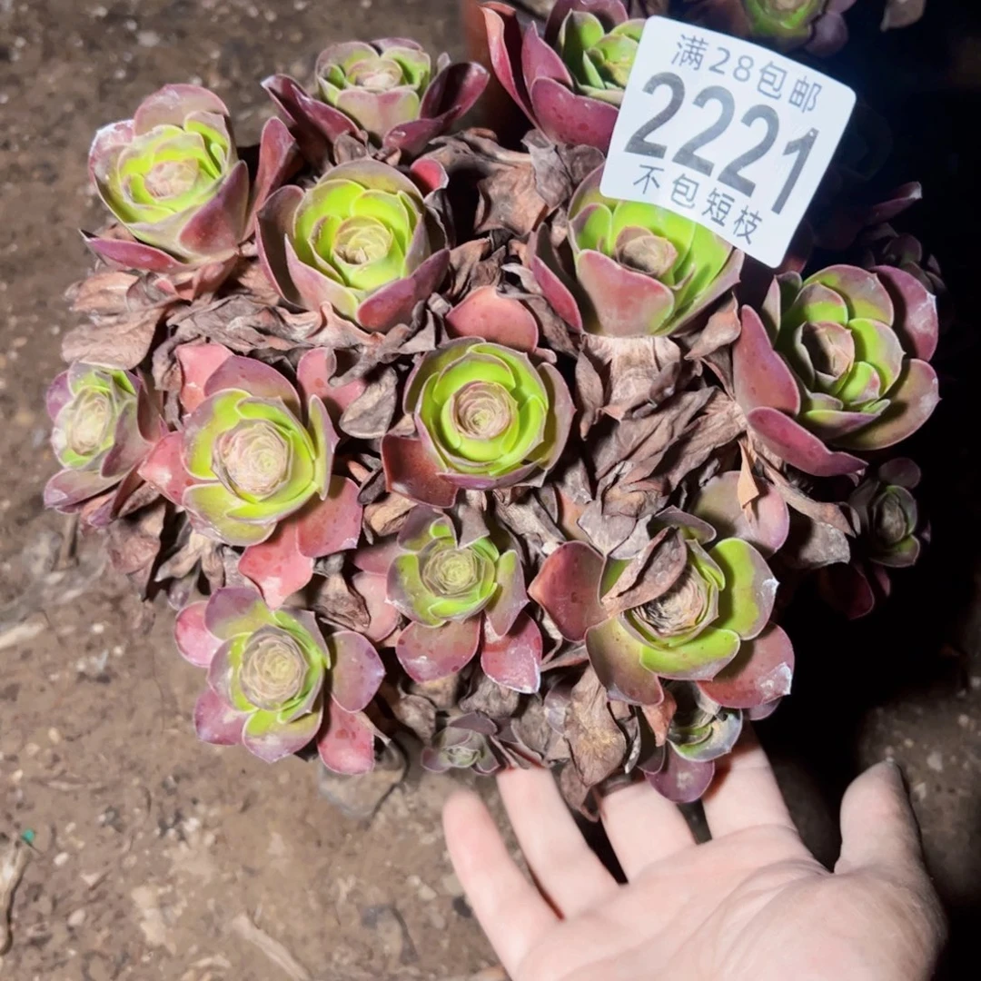 老***人2221多肉植物法师玫瑰