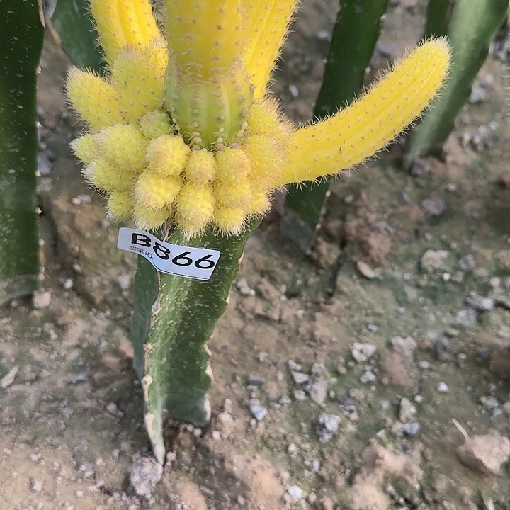 辉*嫁接彩舞柱锦866