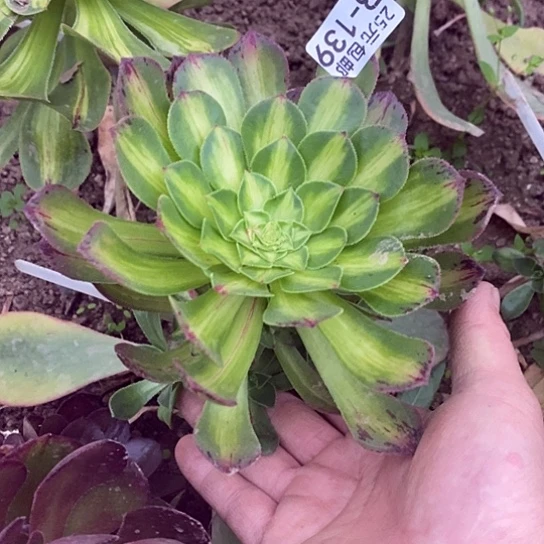 136嫁接知否多肉清棚福利