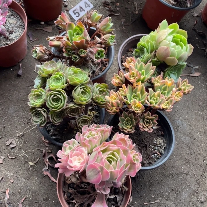 544号5颗小法师多肉植物