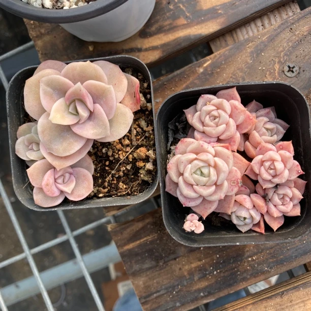 可爱玫瑰锦和不知名多肉