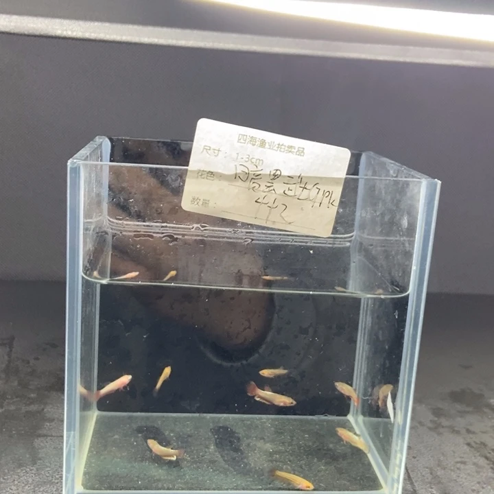 斗鱼包活不包损所见即所得593