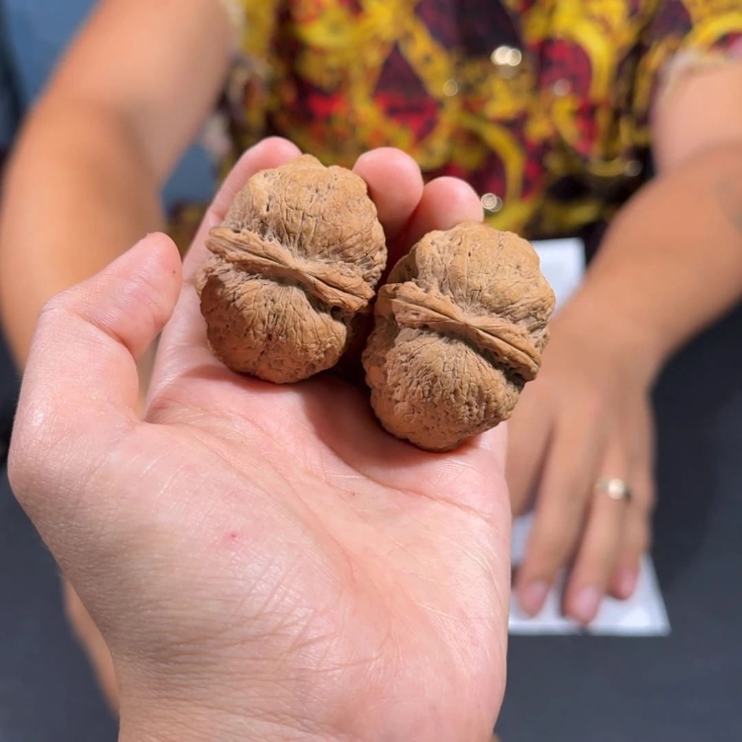 文玩核桃把件88号锦鲤元宝