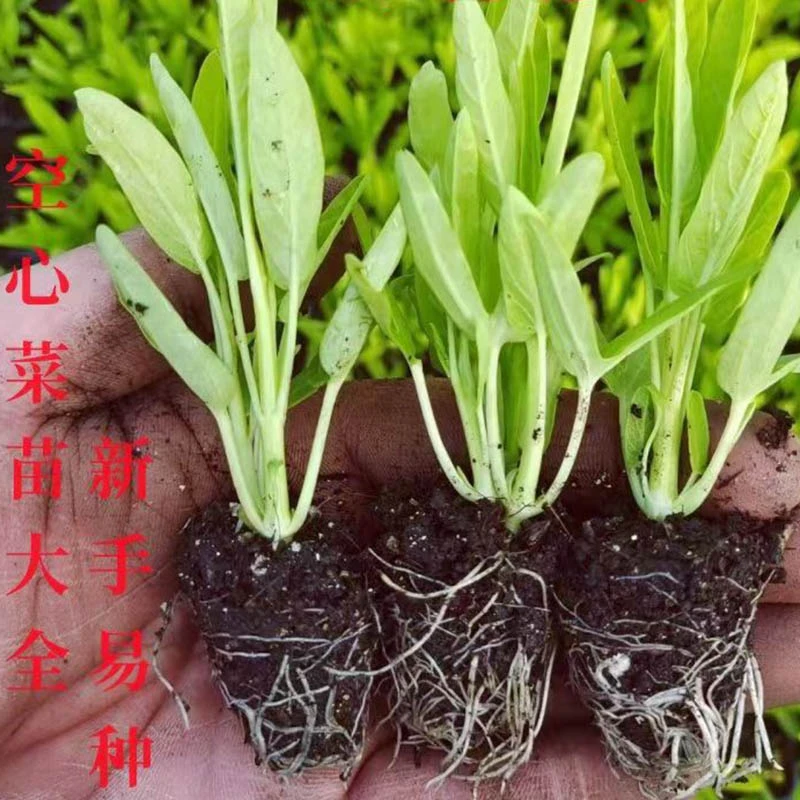 三叉空心菜穴盘苗新鲜秧苗四季柳叶空心菜盆栽带根阳台庭院秧苗