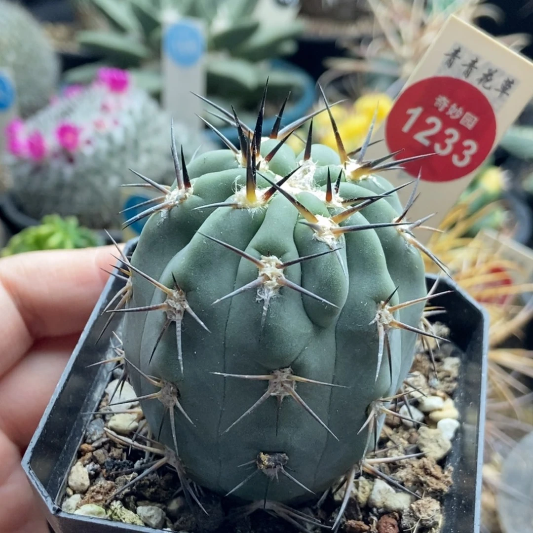 实生上腊阿寒玉4.7cm